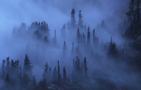 Picture trees, night, nature, fog