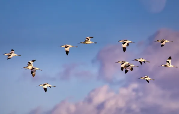 The sky, clouds, flight, birds, pack, a lot, fly, a flock of birds