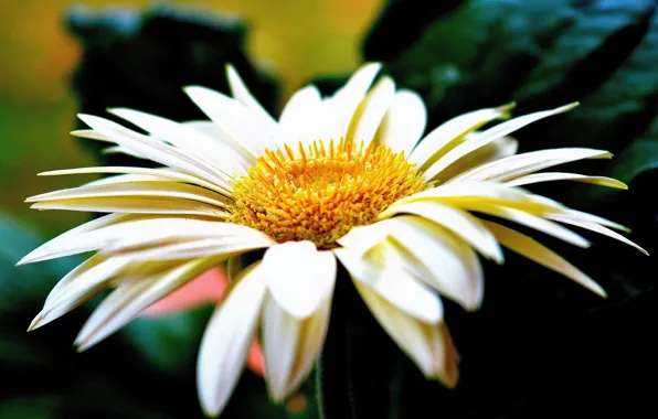 Petals, blur, Daisy
