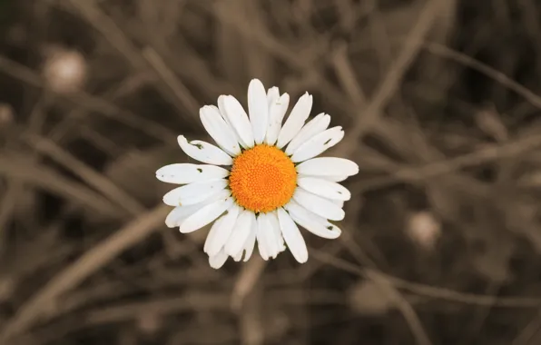 White, summer, yellow, Daisy, June, 2016, Mordovia