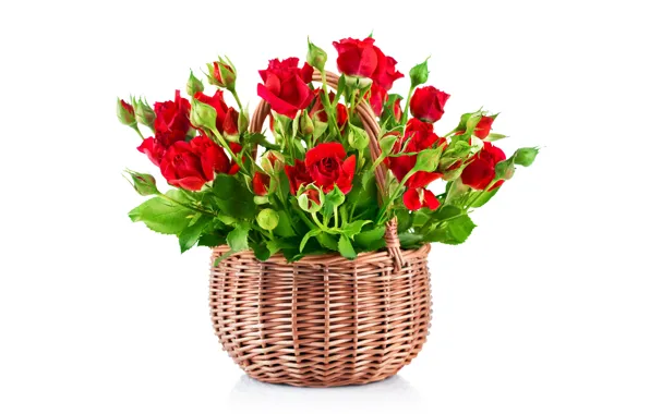 Picture basket, roses, buds