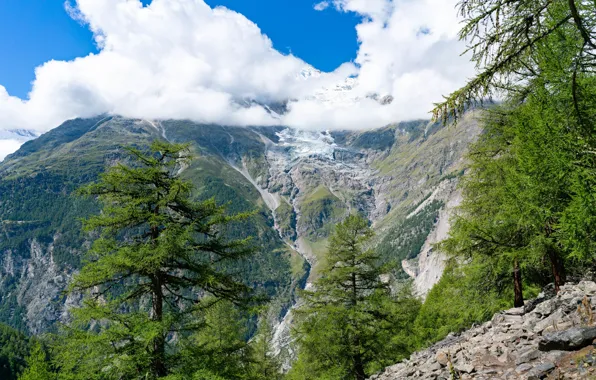Forest, the sun, clouds, trees, mountains, stones, rocks, height