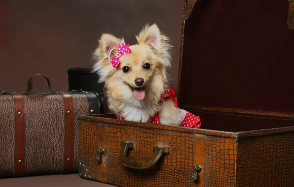 Language, dog, dress, dog, bow, funny, brown background, suitcases