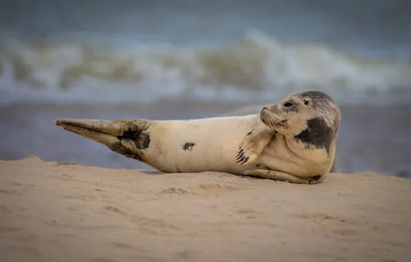 Sand, beach, pose, smile, relax, shore, seal, Navy seal
