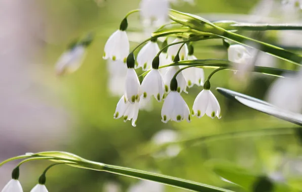 Picture flowers, spring, snowdrops, green background, bokeh