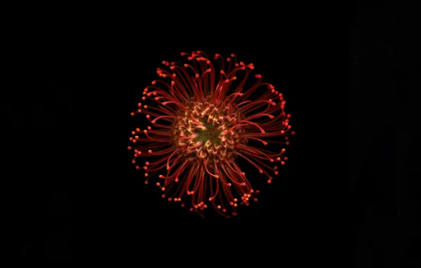 Red, black, Apple, color, petals, black background, iOS 8, wallpapers for mac