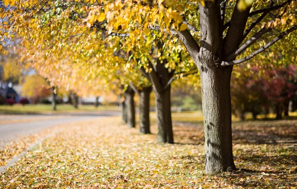 Autumn, the city, street
