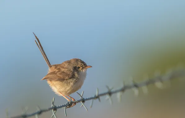 Nature, background, bird