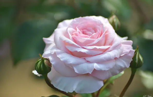 Macro, pink, tenderness, rose, buds