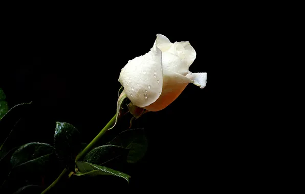 Picture drops, rose, petals