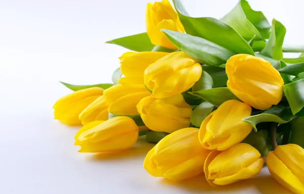 White, flowers, background, bouquet, tulips, Irinka Vasilinka