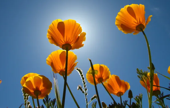The sky, the sun, flowers, stems, buds