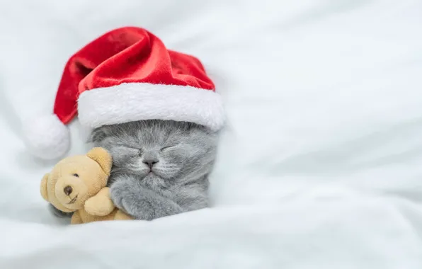 Picture kitty, Christmas, Christmas, kitten, gift, teddy bear, cute, sleeping