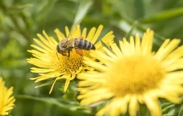 Summer, flowers, bees, honey