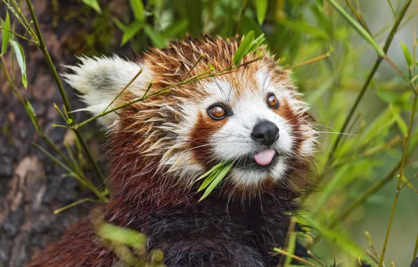 Look, leaves, portrait, face, red Panda, cool panda