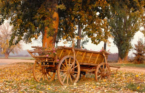 Autumn, foliage, cart