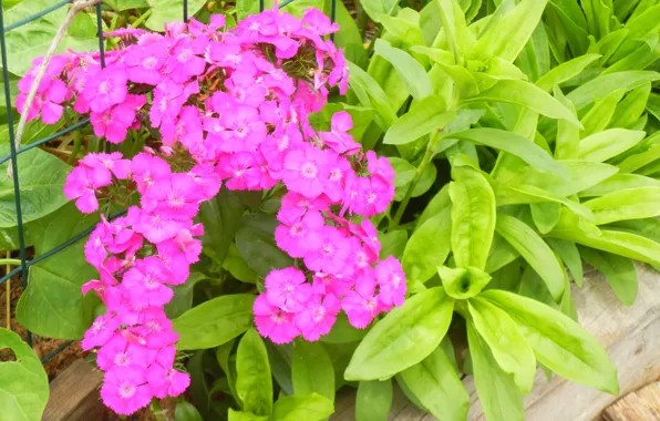 Picture Flowers, Pink flowers, Pink flowers