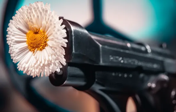 Picture flower, gun, background