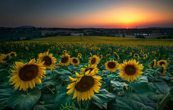 Summer, sunflowers, flowers, yellow, a lot, sunflower, plantation, field of sunflowers
