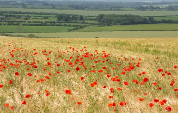 Field, summer, trees, landscape, flowers, nature, comfort, field