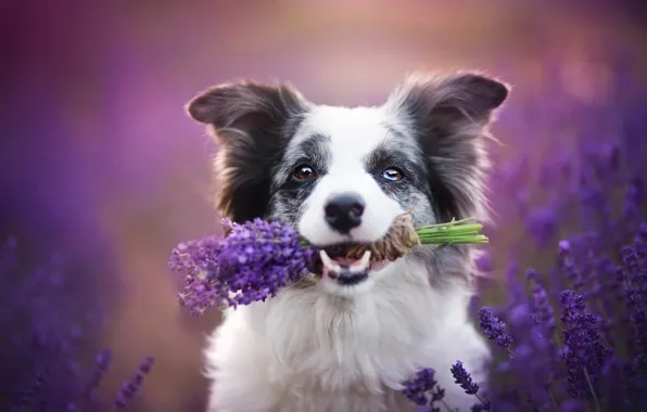Field, look, face, flowers, pose, portrait, dog, mouth