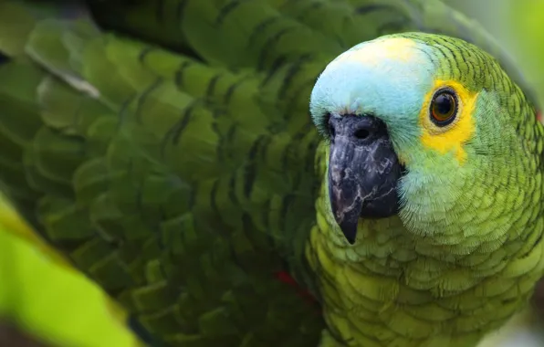 Picture bird, color, feathers, beak, parrot