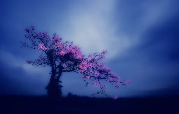 Picture trees, background, Sakura, flowering
