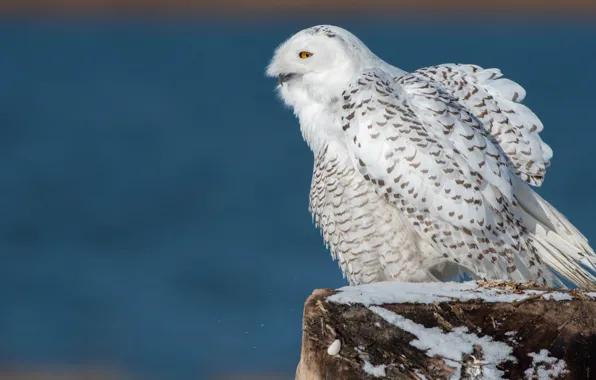 Picture winter, white, snow, blue, nature, background, animal, owl