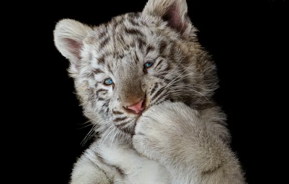 Paw, white tiger, black background, tiger, the dark background