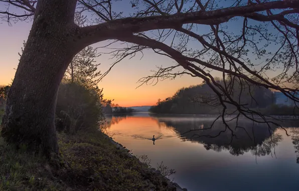 The sky, trees, sunset, fog, lake, pond, reflection, bird