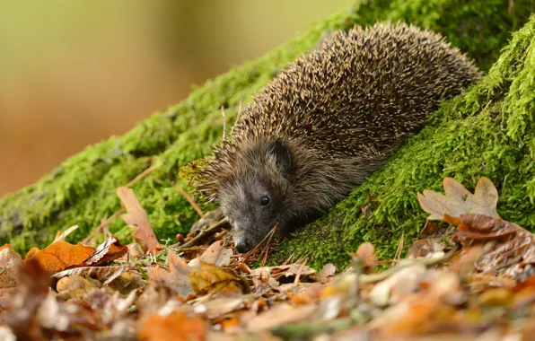 Look, nature, foliage, moss, slope, muzzle, hedgehog, hedgehog