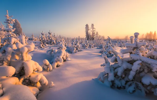 Winter, forest, snow, Finland
