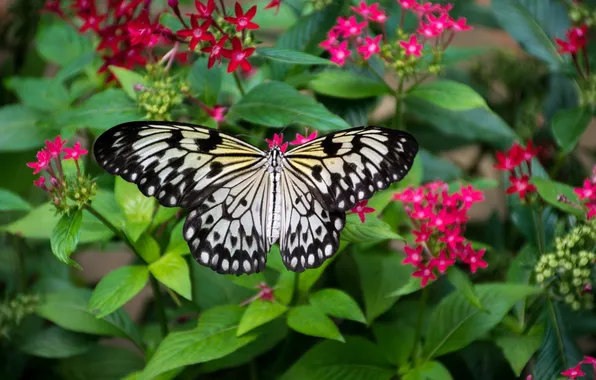 Flowers, macro, butterfly, wings, beautiful, closeup