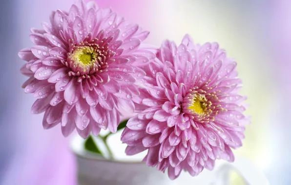 Flowers, pink, chrysanthemum