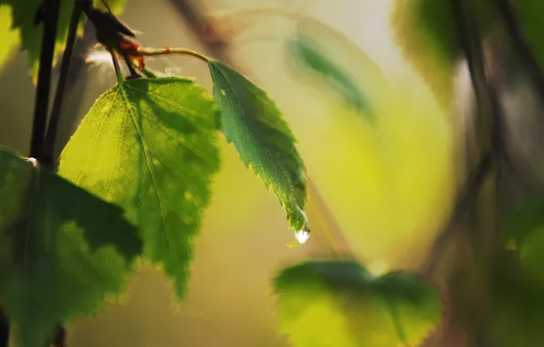 Picture leaves, nature, green, background