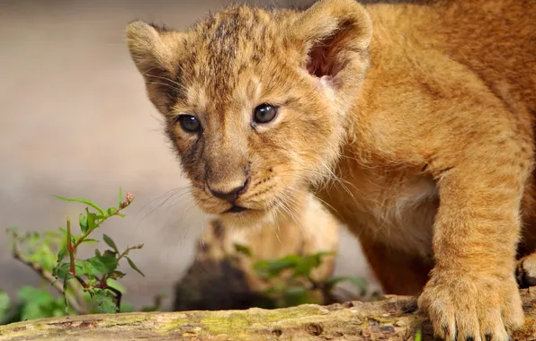 Picture predator, cub, lion