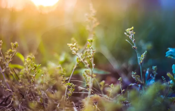Grass, macro, plant, blur, gradient