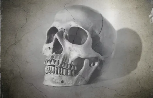 Picture background, skull, texture