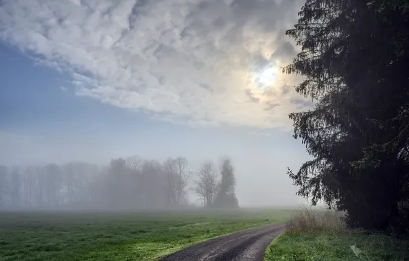 Road, nature, fog