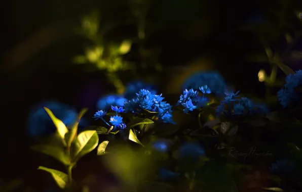 Picture leaves, the dark background, blur, blue flowers