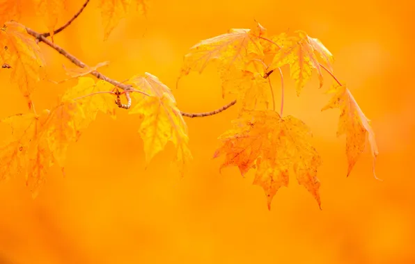 Autumn, leaves, macro, background, branch, maple