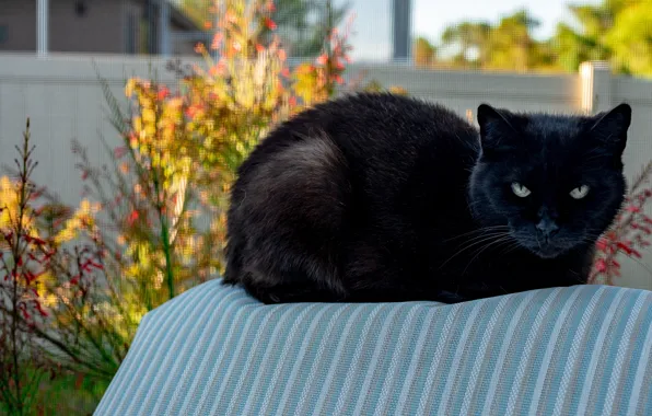 Autumn, cat, cat, look, face, pose, mesh, black