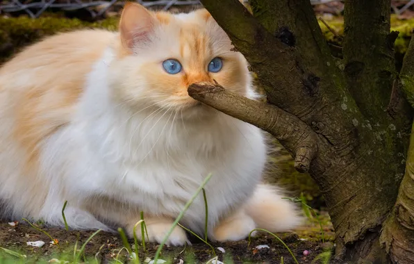 Cat, cat, look, pose, face