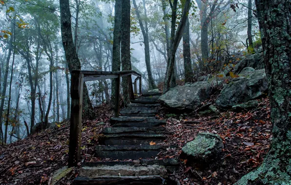 Picture autumn, fog, stones, Forest, ladder