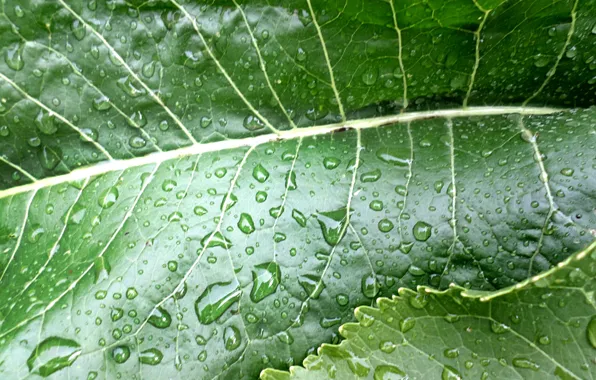 Picture summer, leaves, drops, horseradish