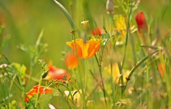 Grass, flowers, Mac, meadow