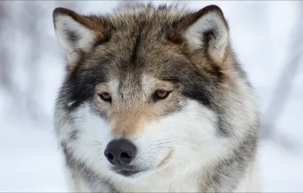 Winter, animals, wolf, Nature, animals, winter, wolf, portrait