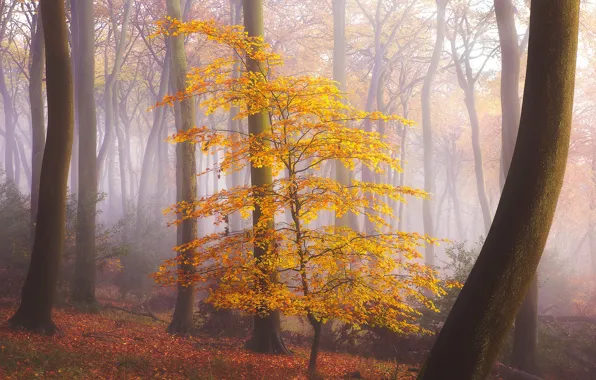 Picture autumn, forest, fog, foliage