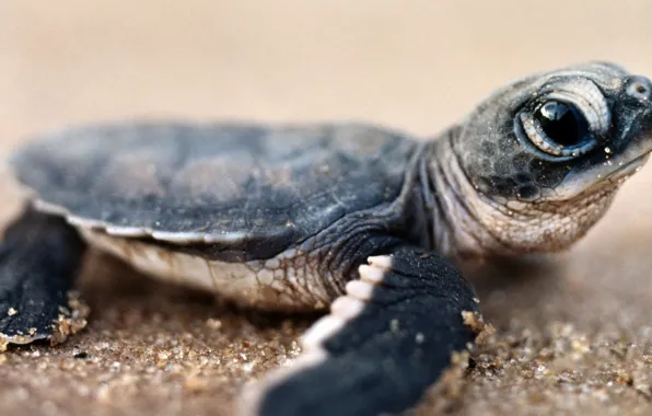 Picture sand, eyes, shore, little turtle