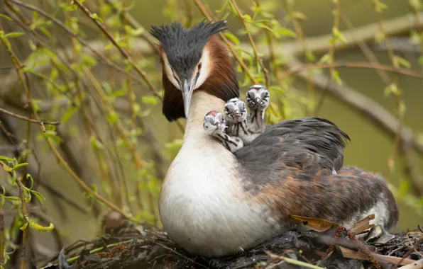 Picture children, bird, mom, Chicks, toadstool